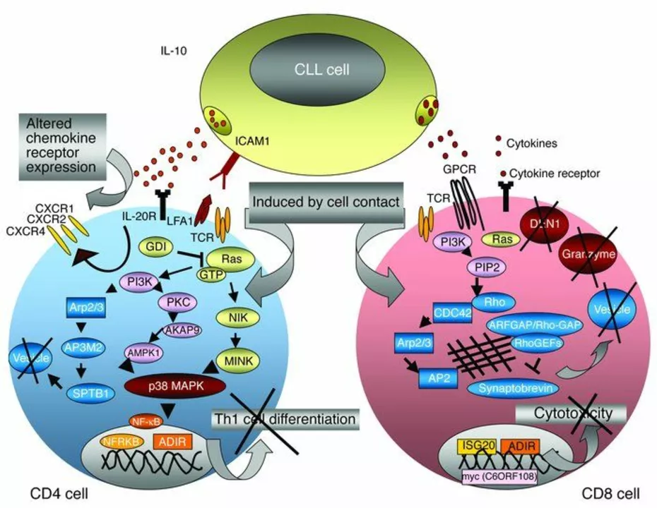 Targeted Therapy for Chronic Lymphocytic Leukemia: A Promising Future