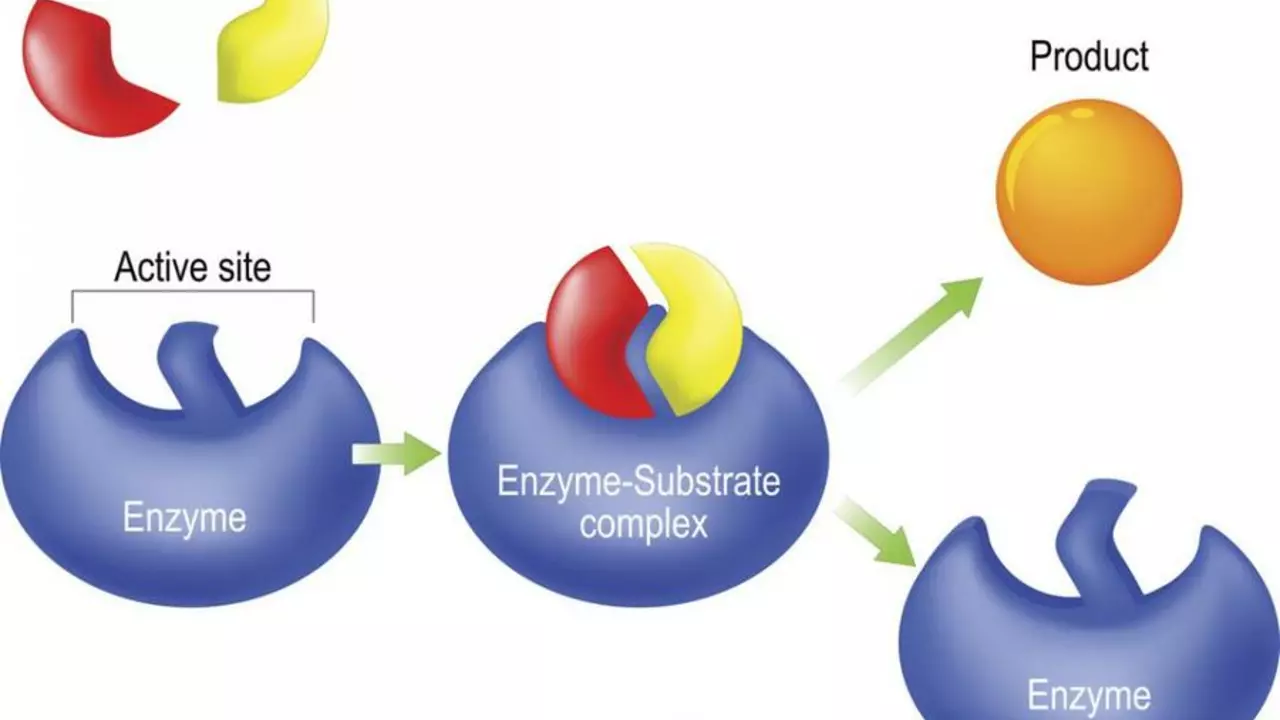 The Importance of Enzymes: Understanding the Lack of Enzymes in Our Body